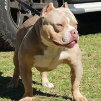 Dog Featured Image