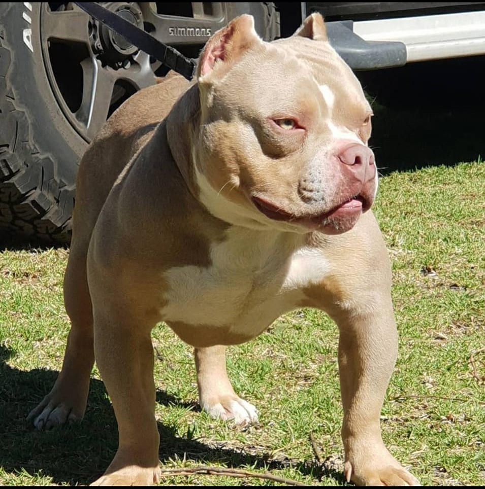 Dog Featured Image