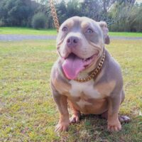 Dog Featured Image