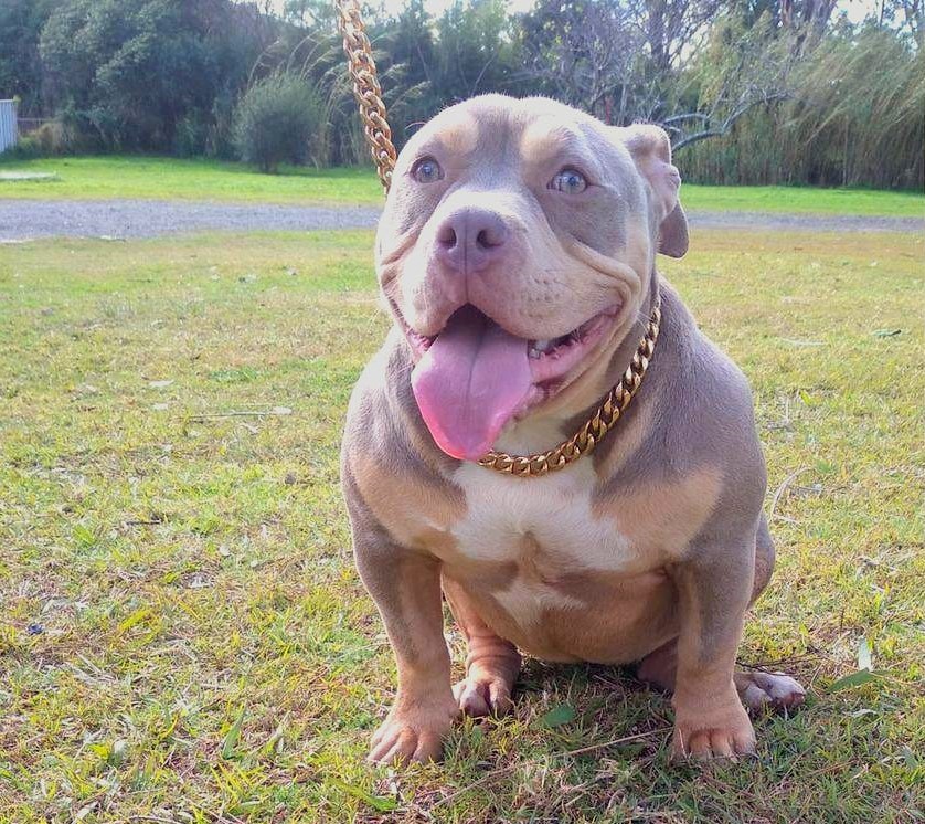Dog Featured Image