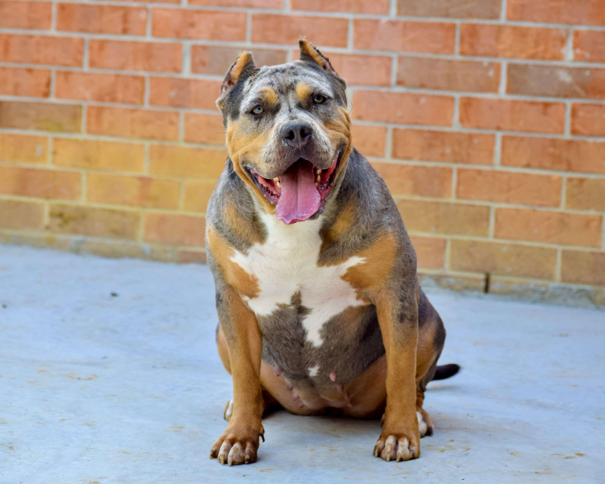 Dog Featured Image