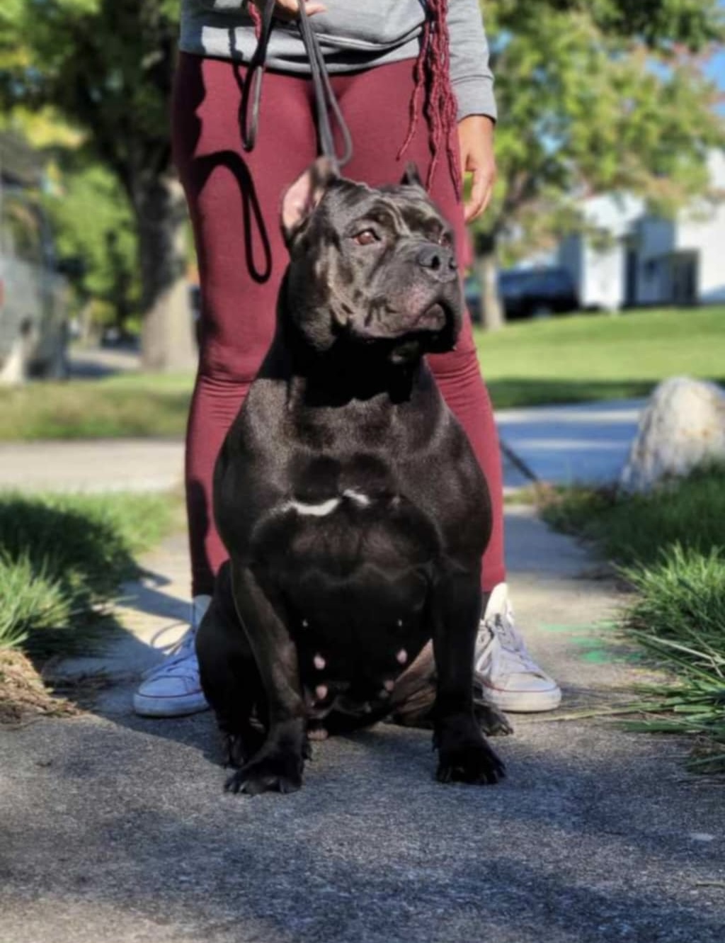 Dog Featured Image