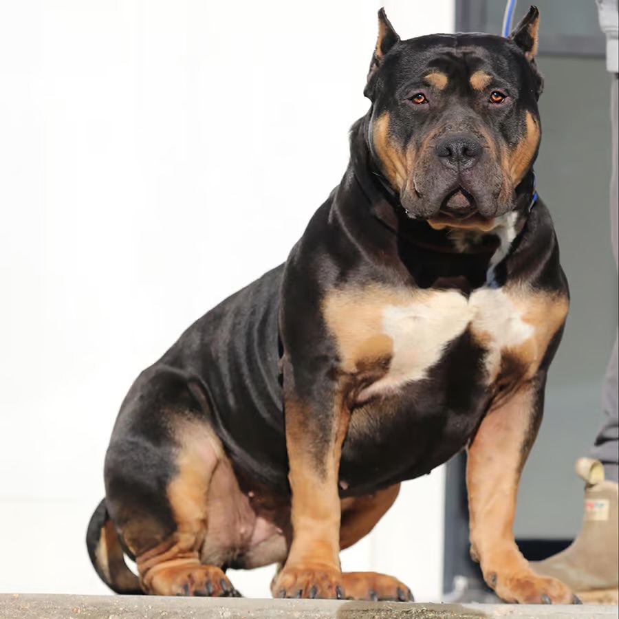 Dog Featured Image