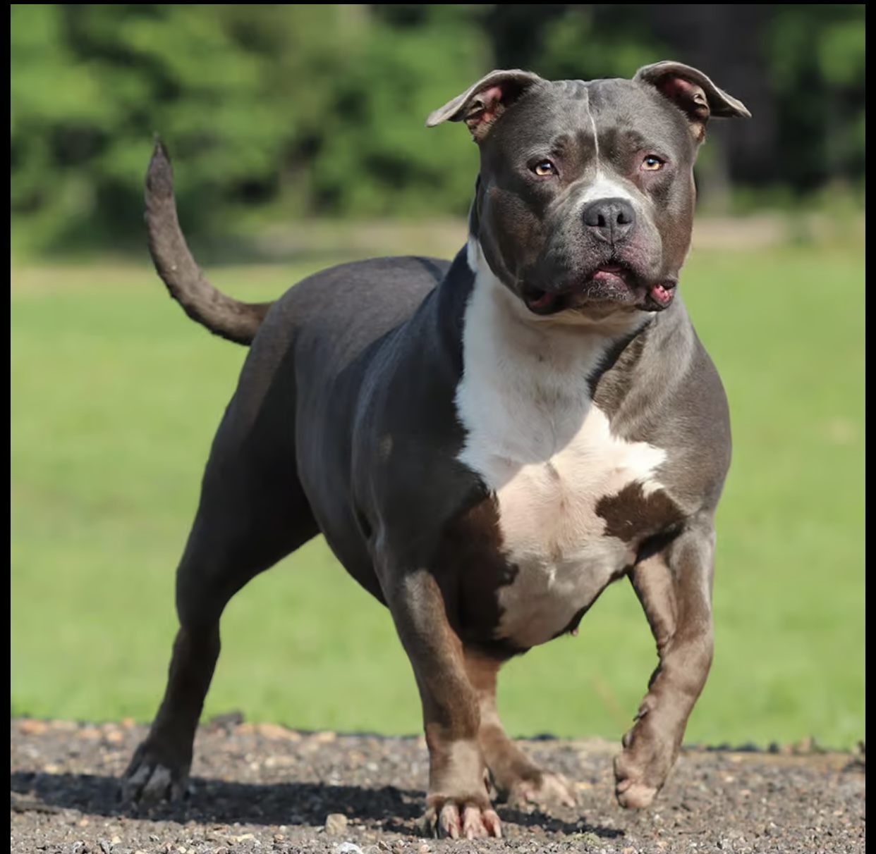 Dog Featured Image
