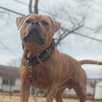 Dog Featured Image