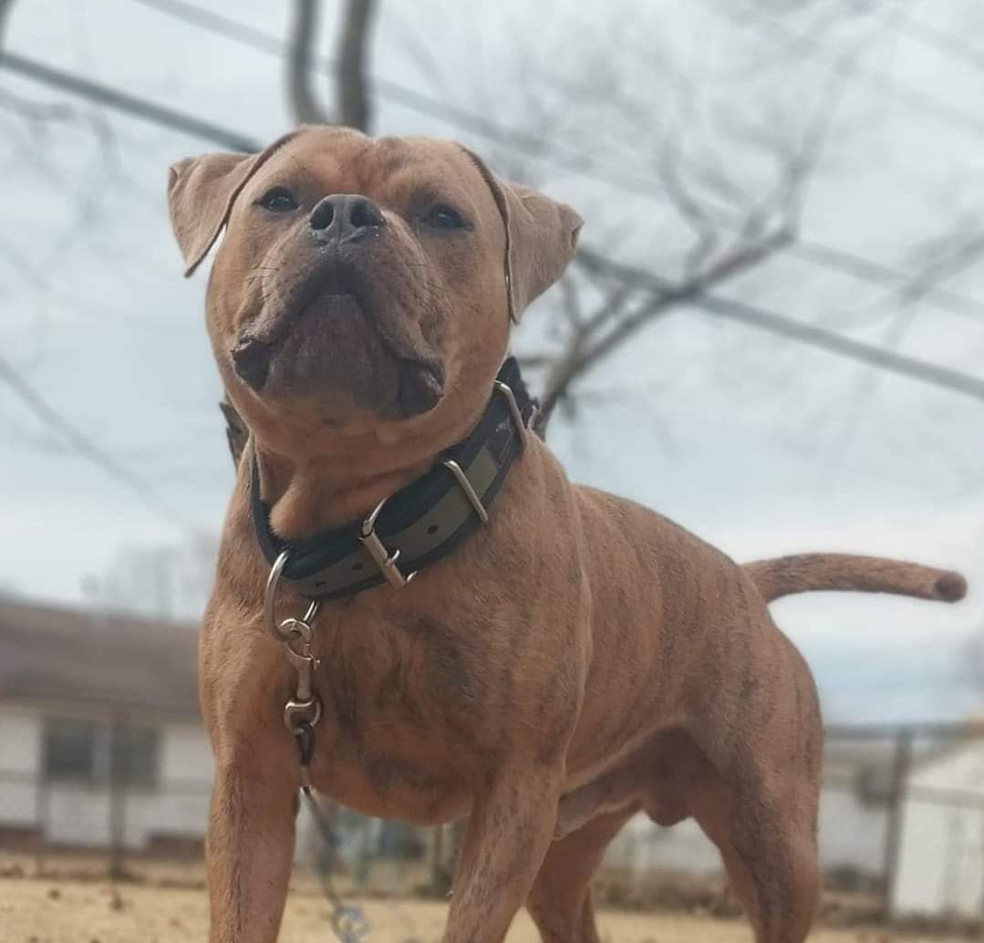 Dog Featured Image
