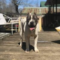 Dog Featured Image