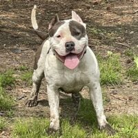 Dog Featured Image