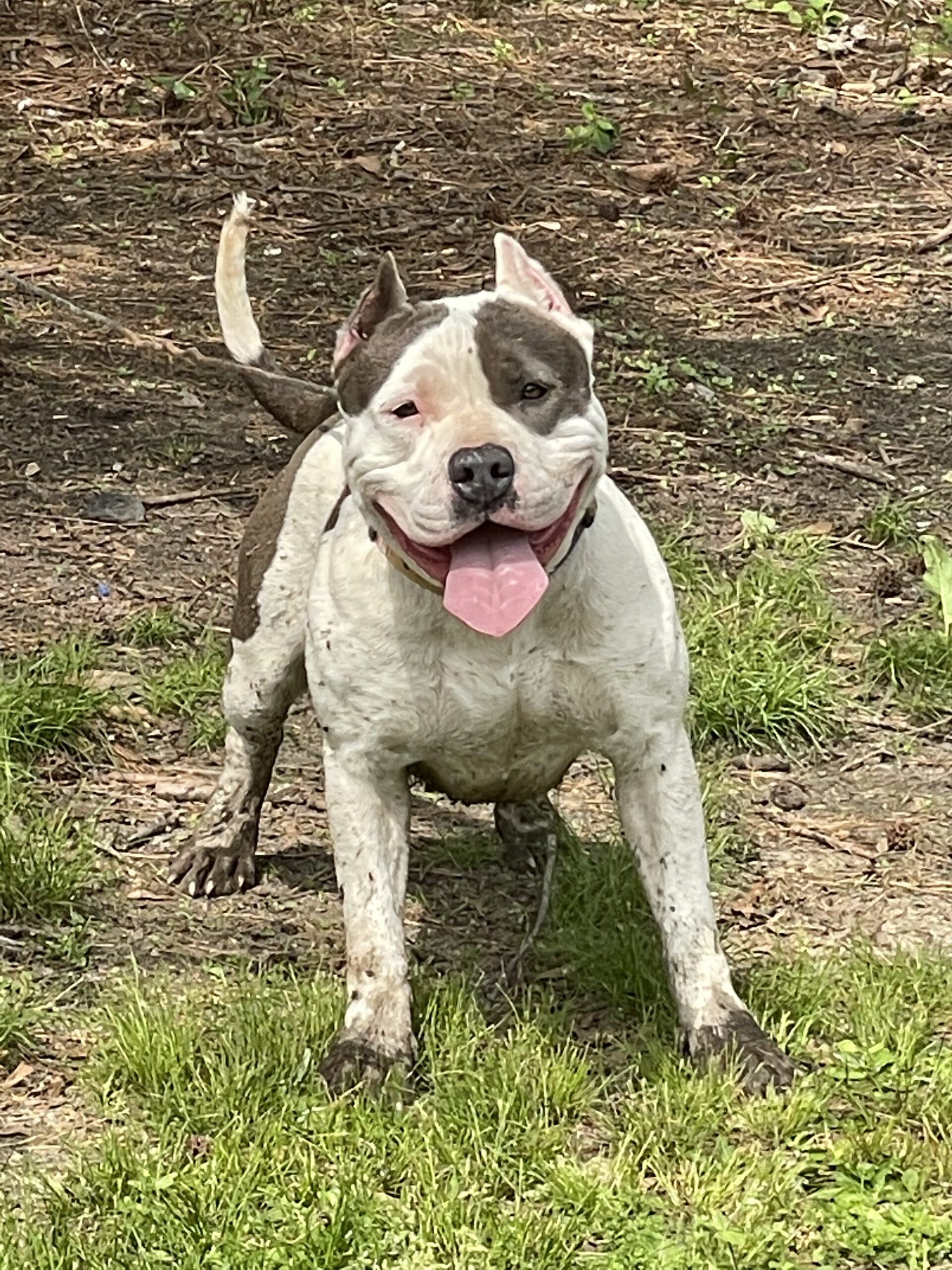 Dog Featured Image