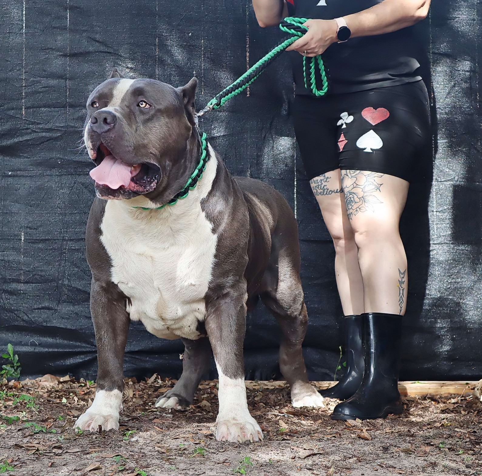 Dog Featured Image