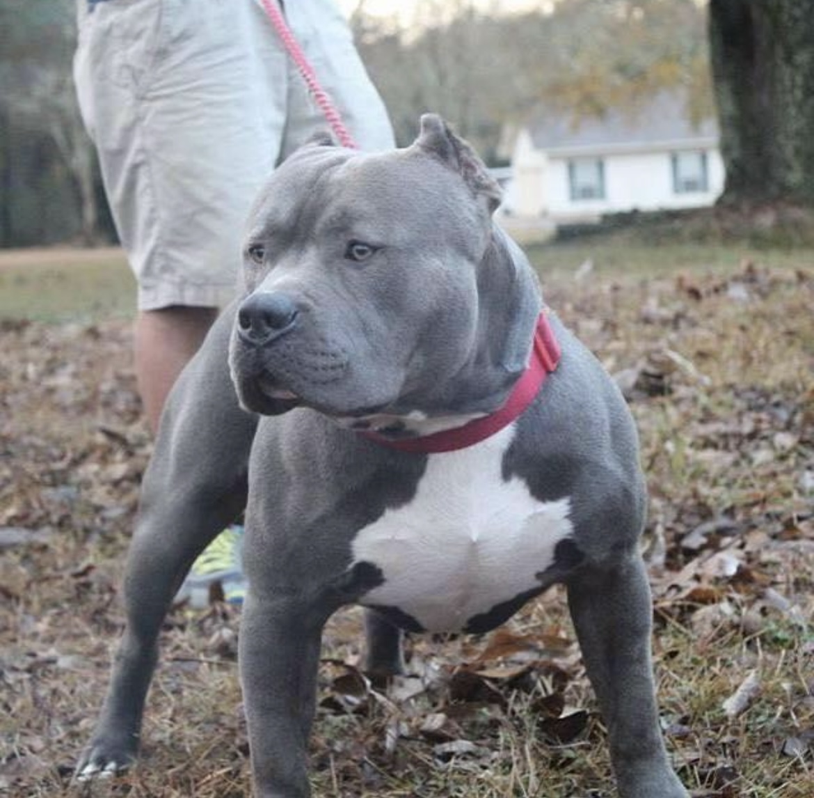 Dog Featured Image