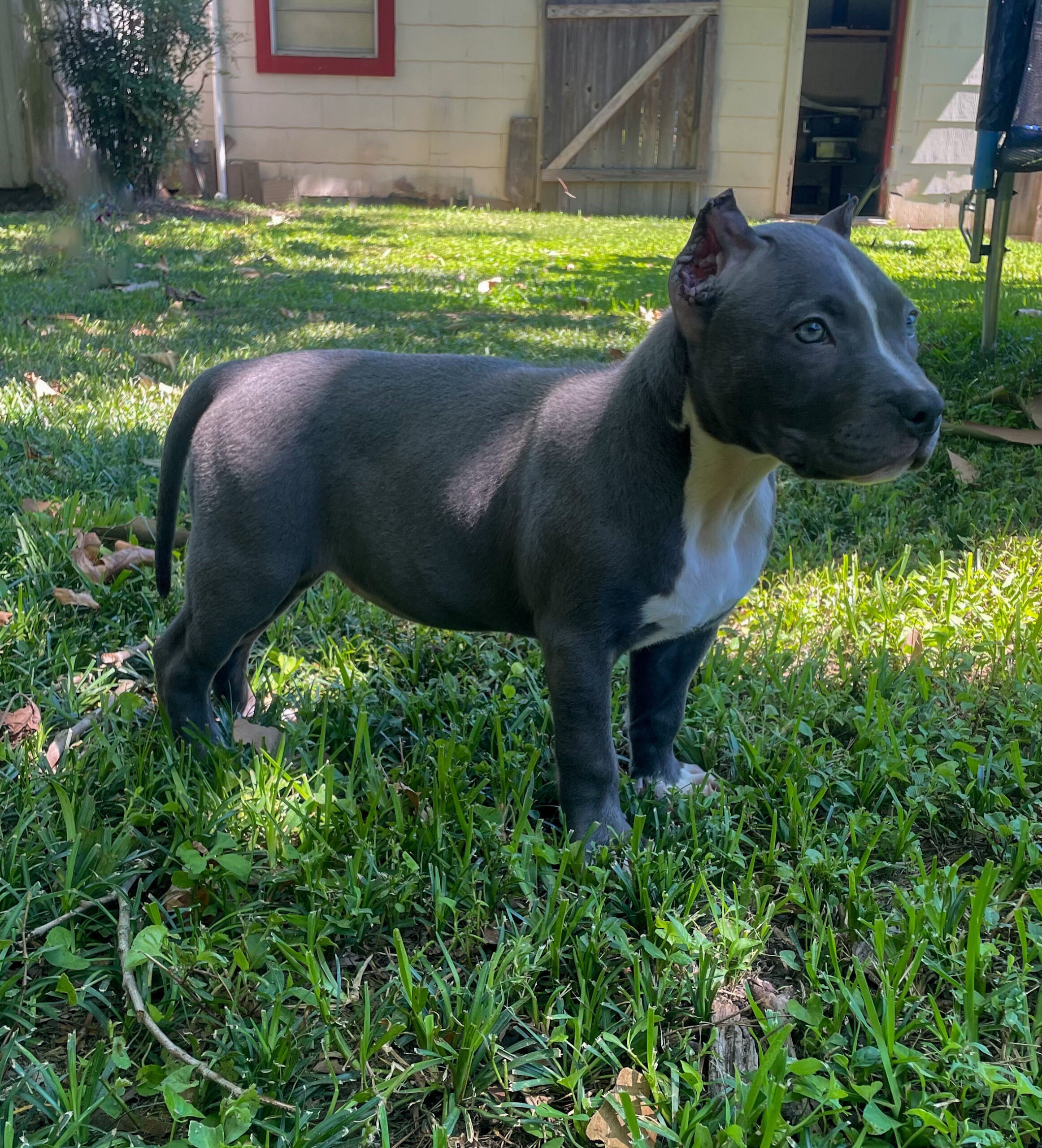 Dog Featured Image