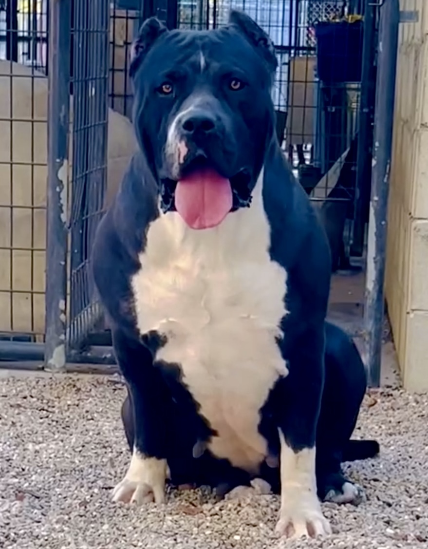 Dog Featured Image