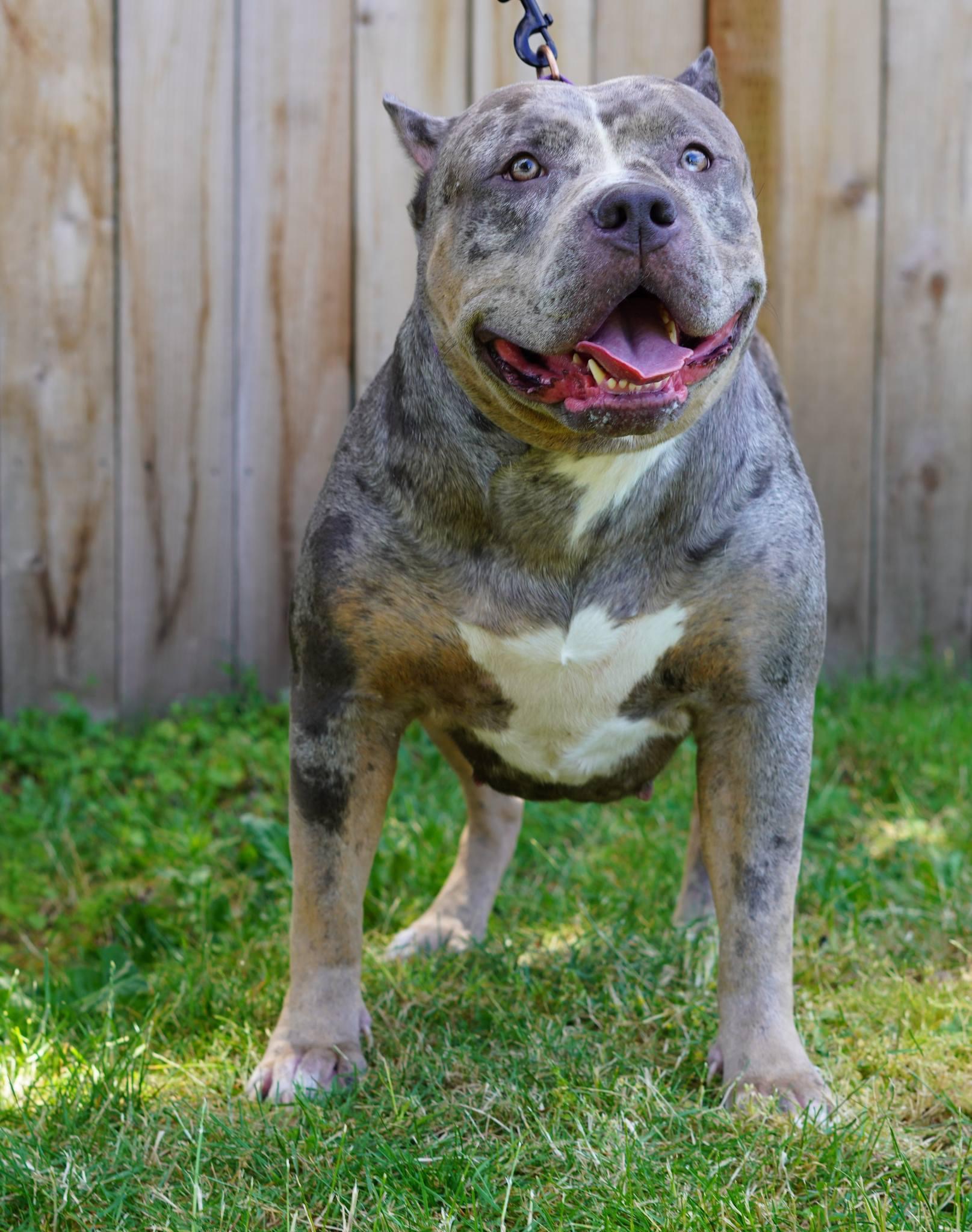 Dog Featured Image