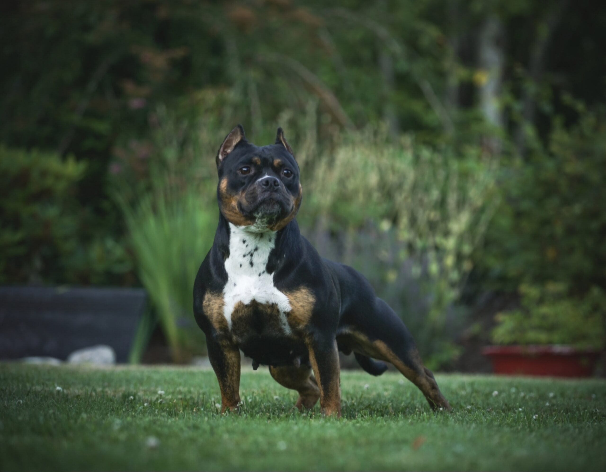 Dog Featured Image