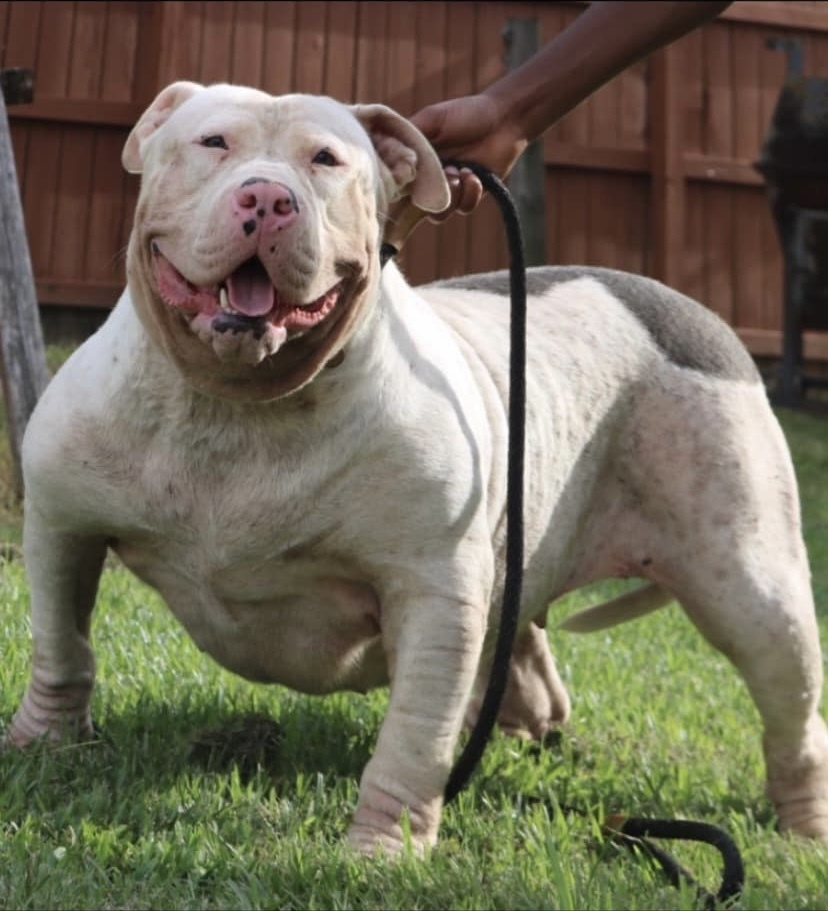 Dog Featured Image