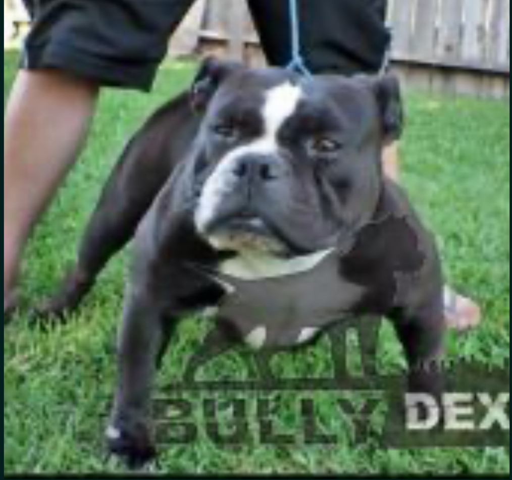 Dog Featured Image