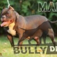 Dog Featured Image
