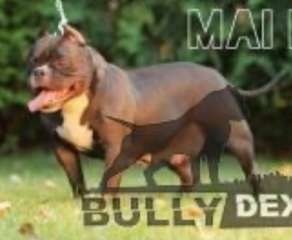 Dog Featured Image