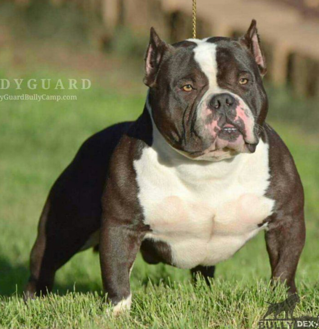 Dog Featured Image
