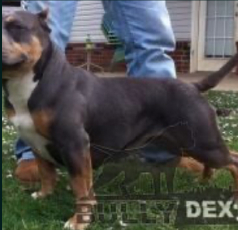 Dog Featured Image