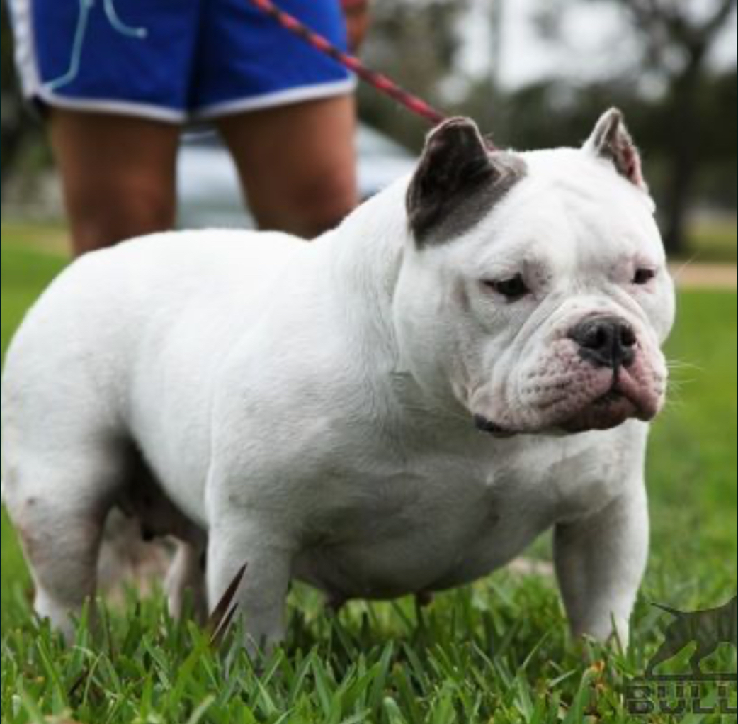 Dog Featured Image