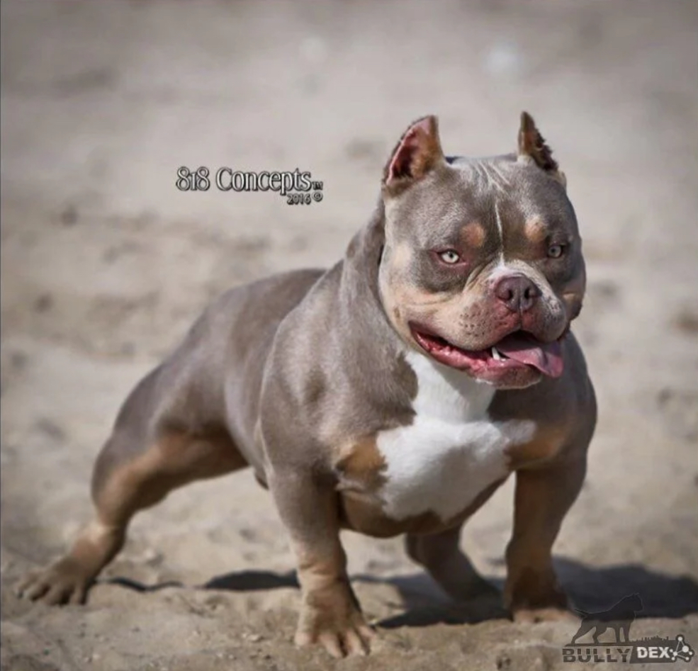 Dog Featured Image