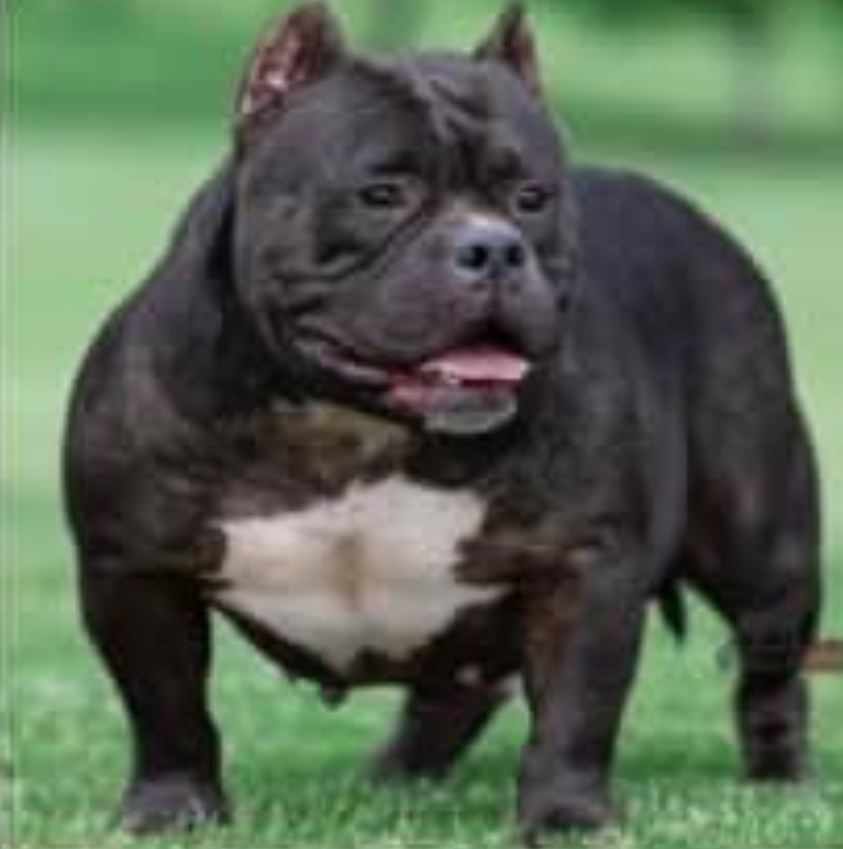 Dog Featured Image