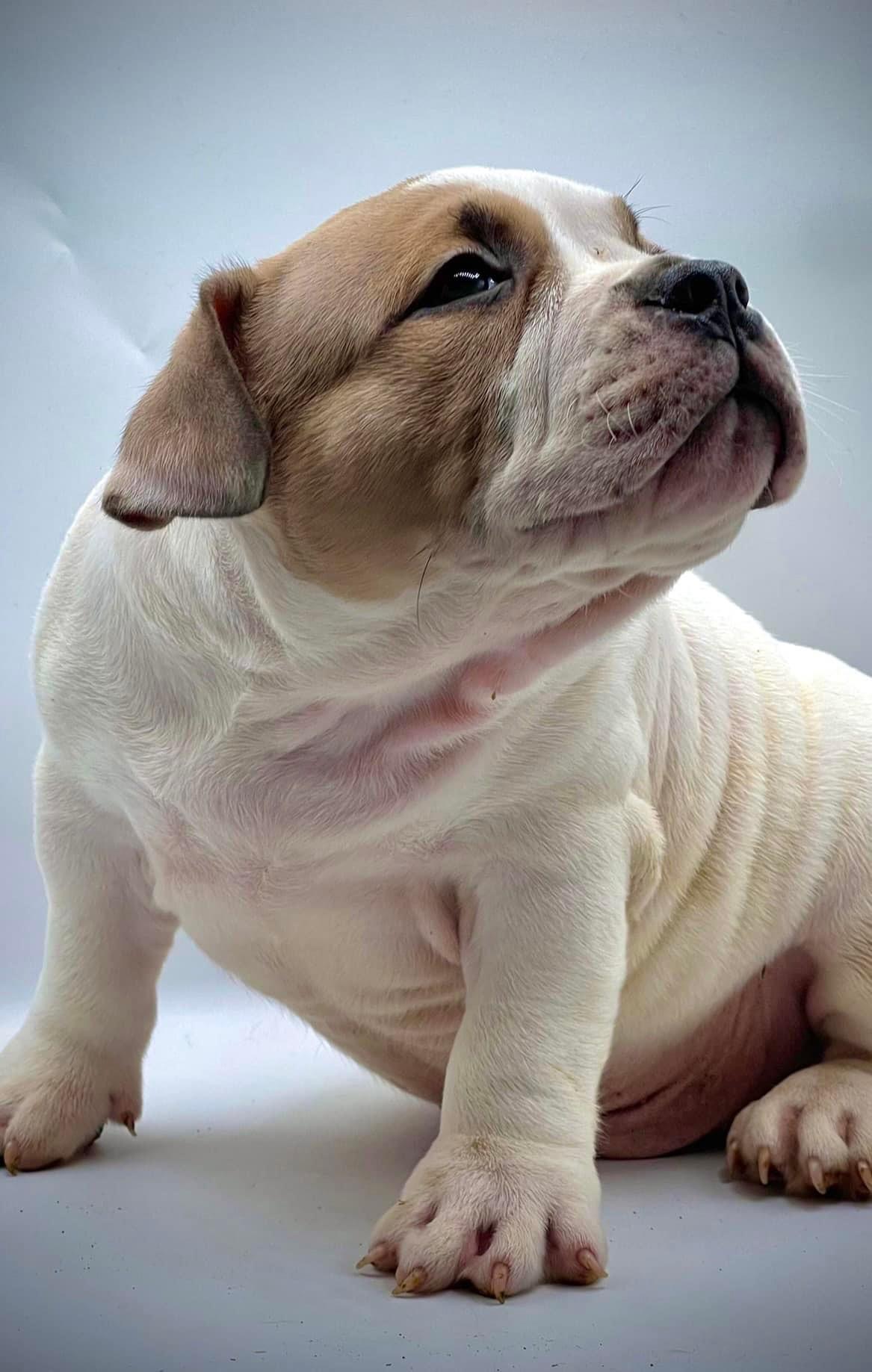 Dog Featured Image