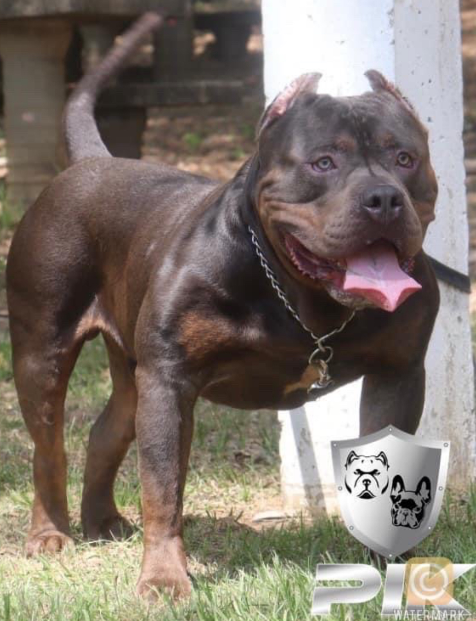 Dog Featured Image