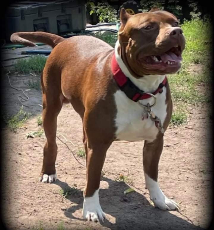 Dog Featured Image