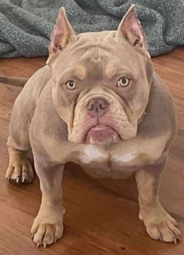 Dog Featured Image