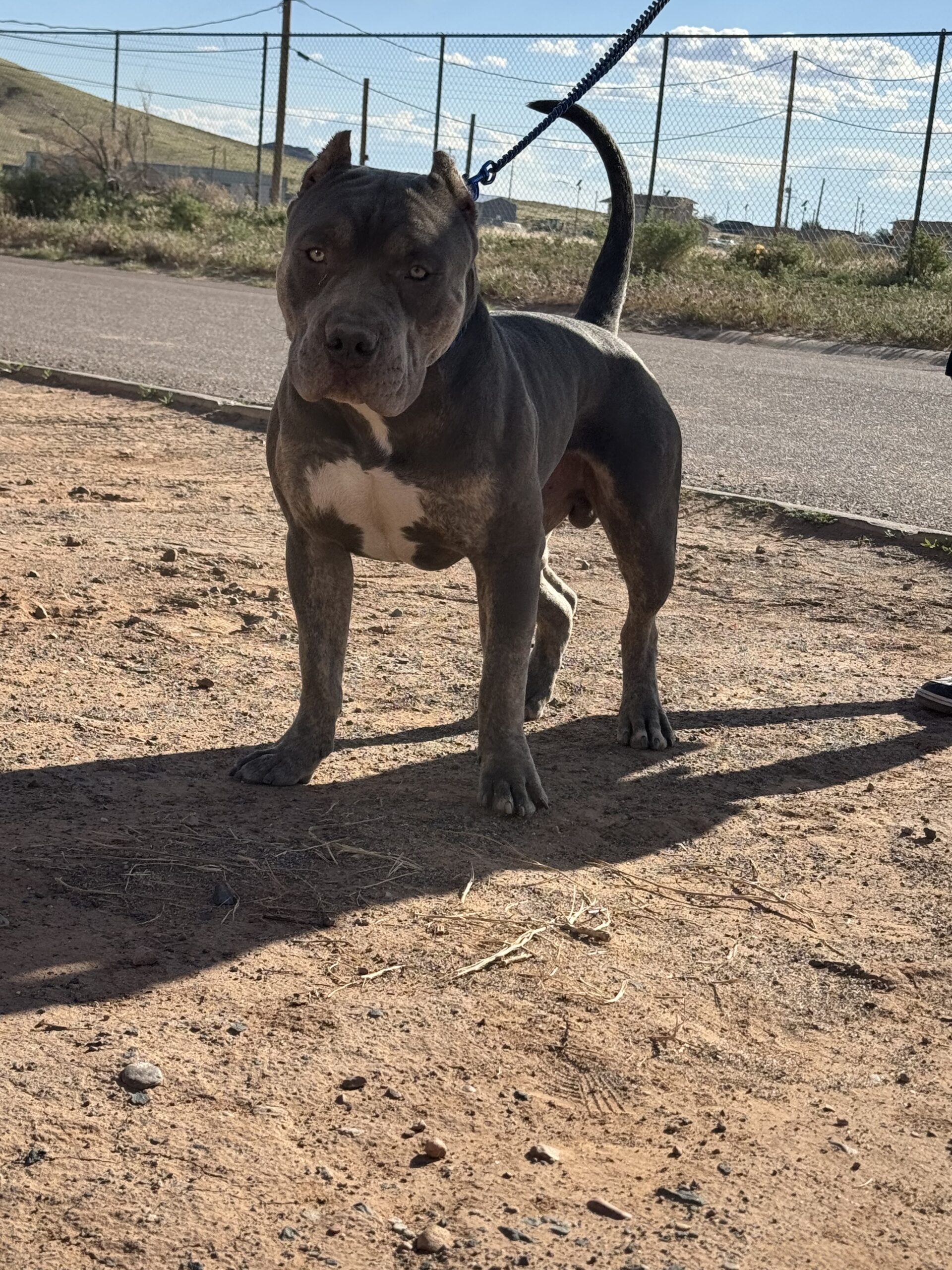 Dog Featured Image