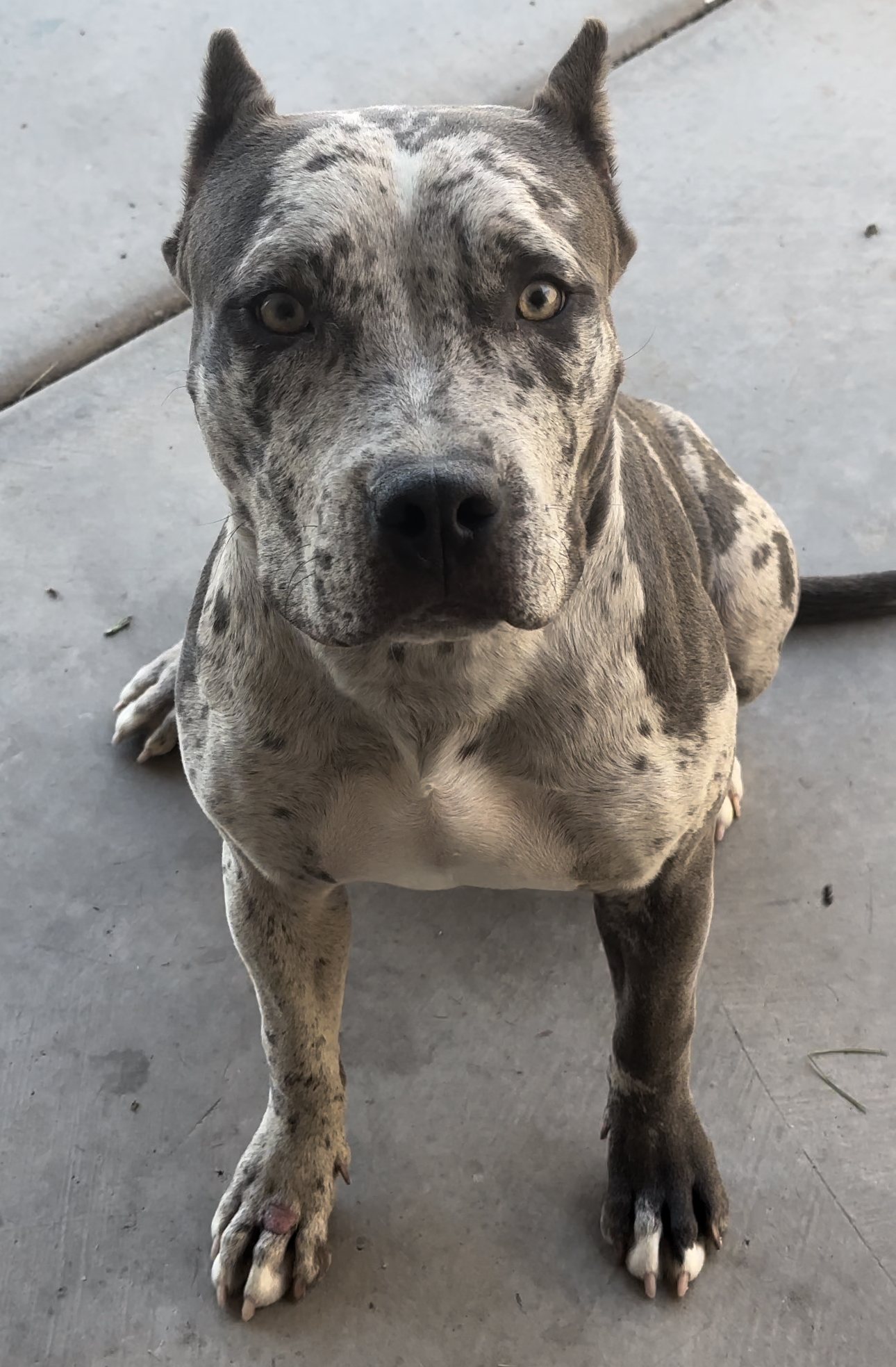Dog Featured Image