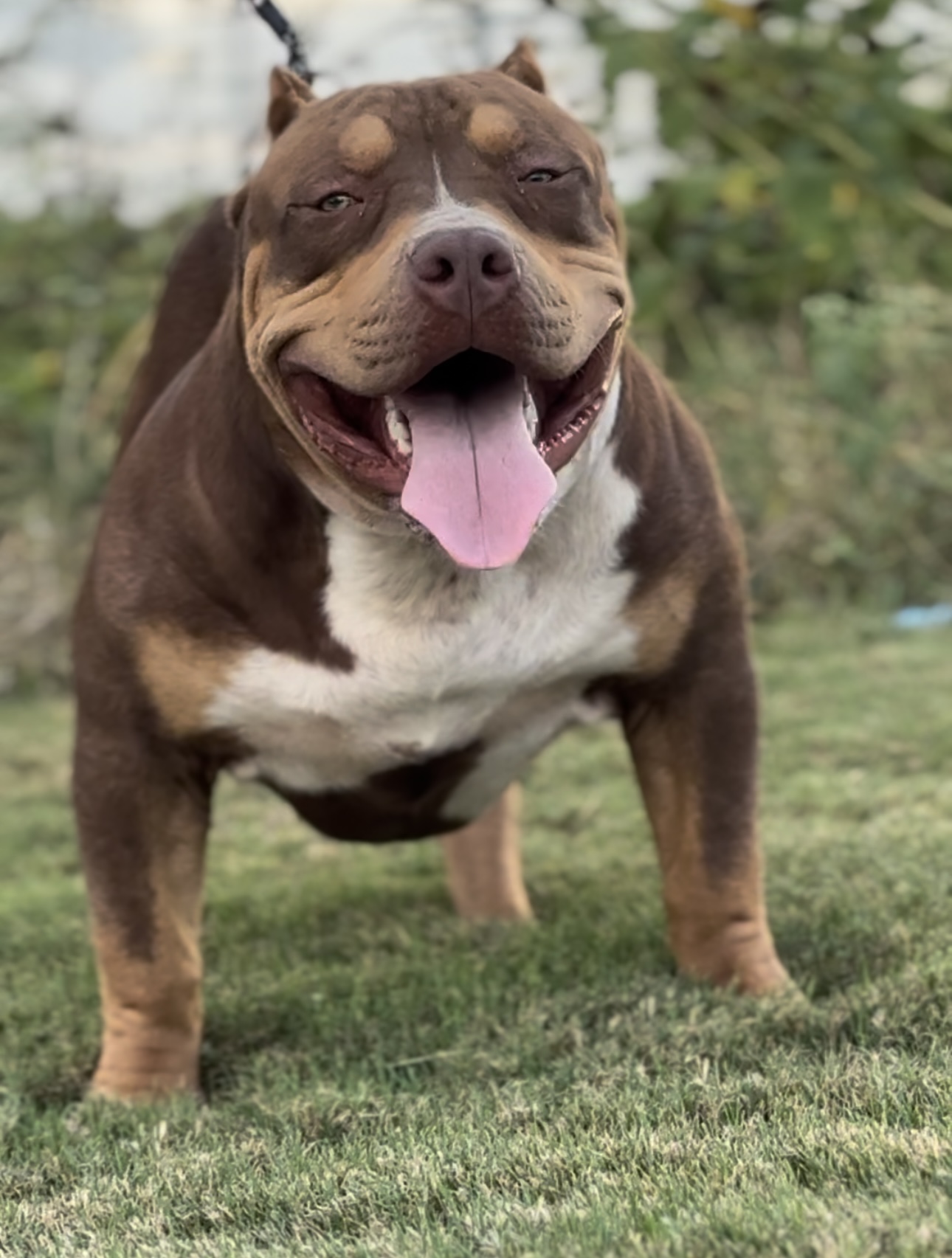 Dog Featured Image
