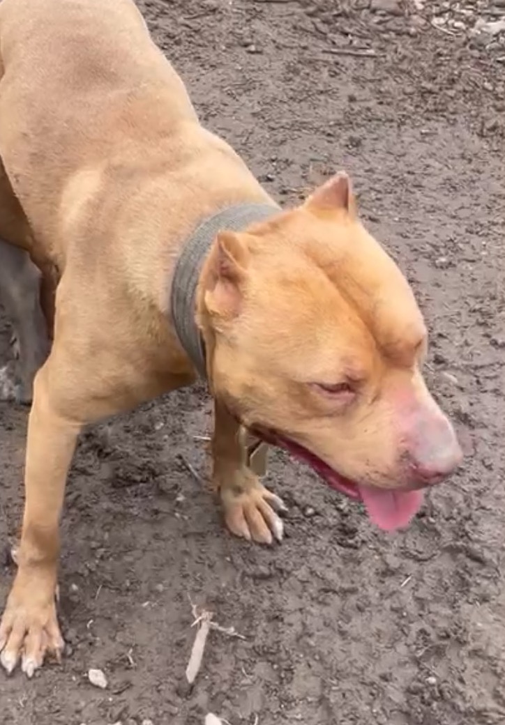 Dog Featured Image