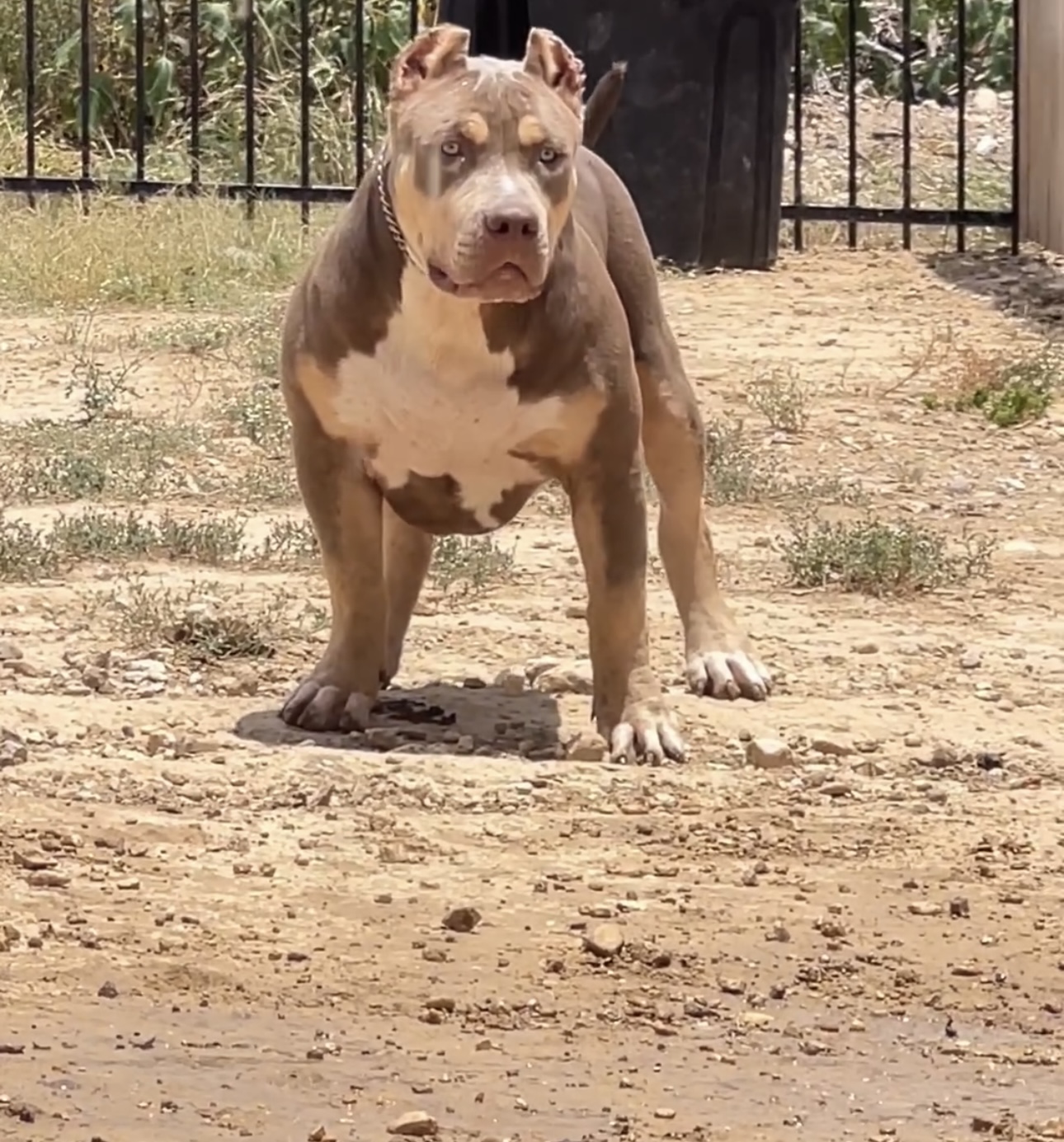 Dog Featured Image