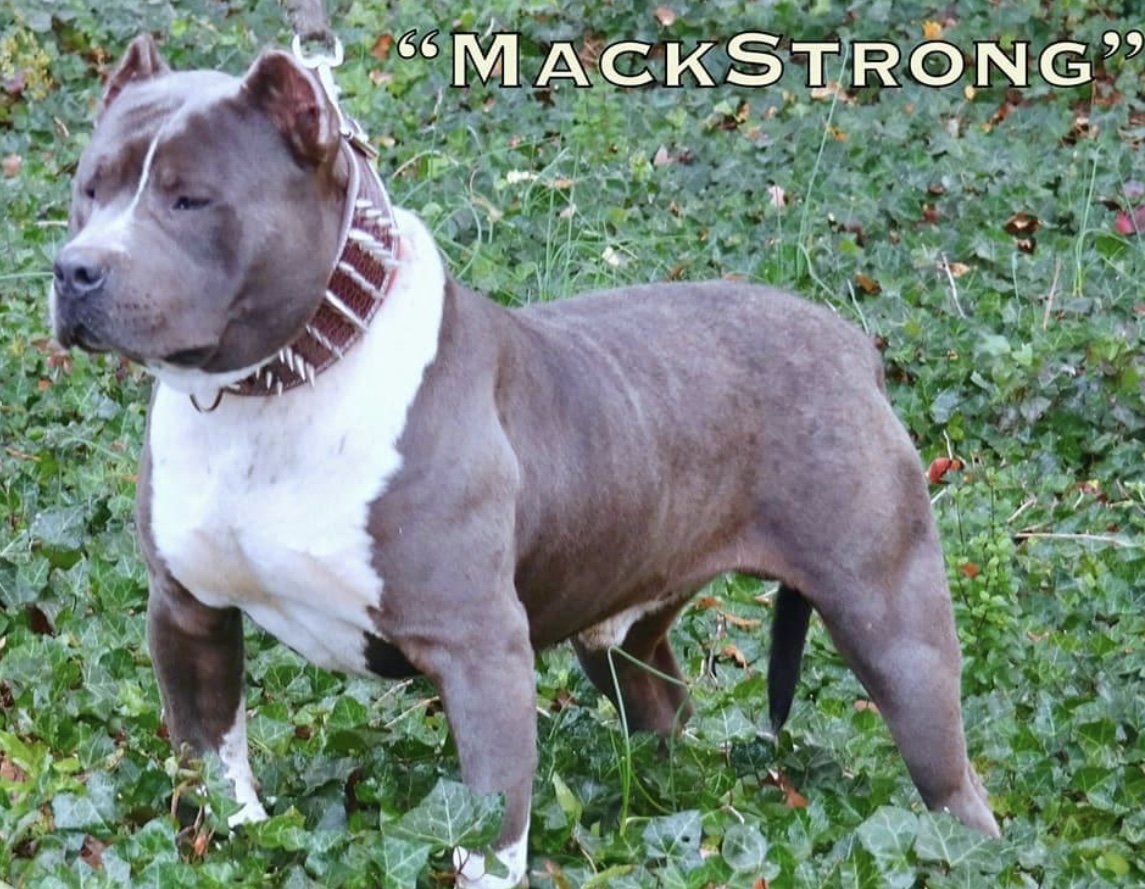 Dog Featured Image