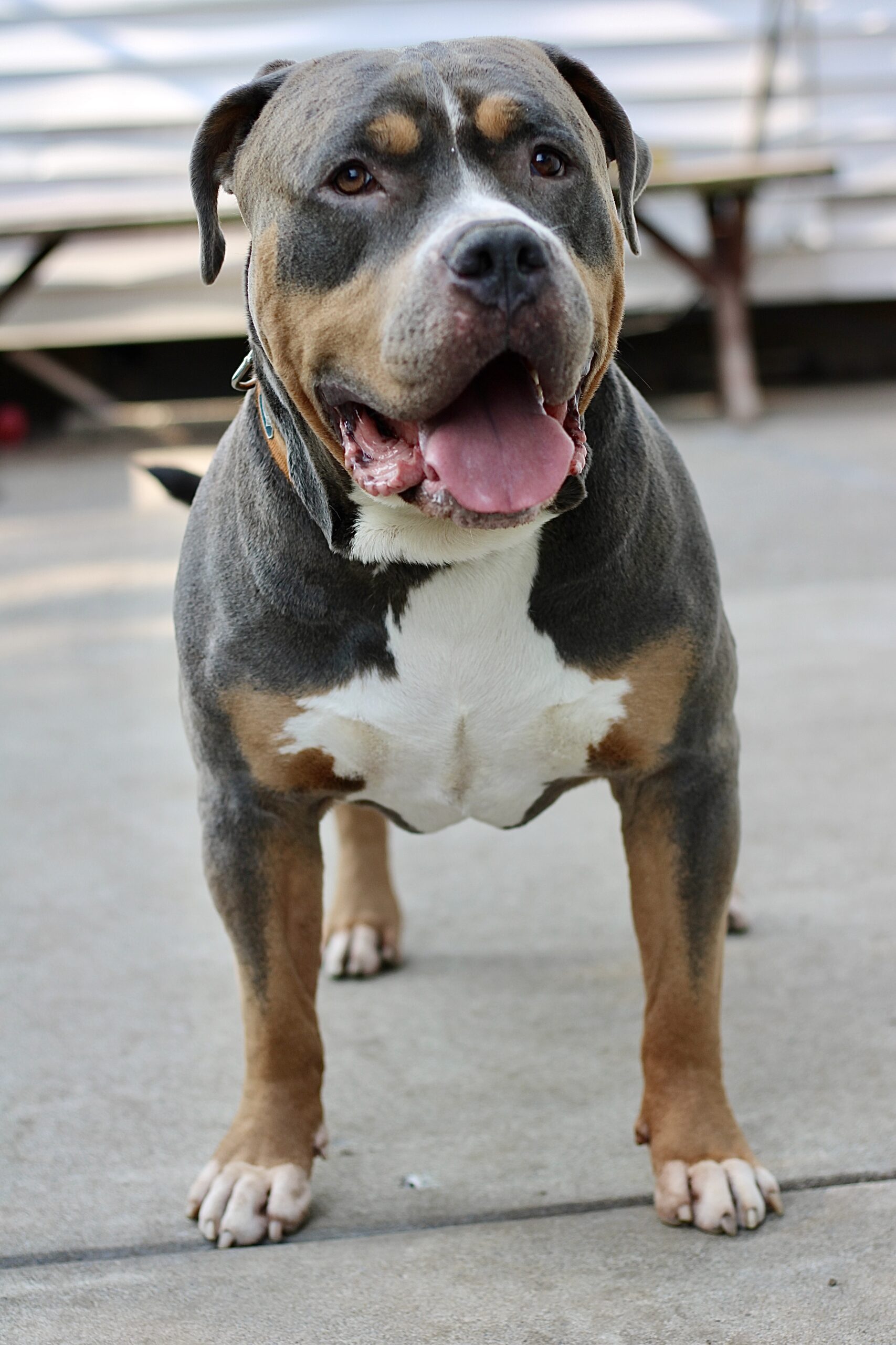 Dog Featured Image