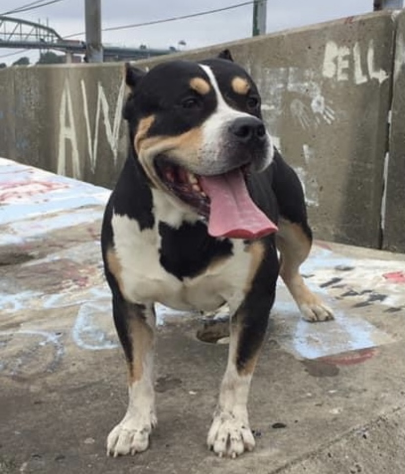 Dog Featured Image