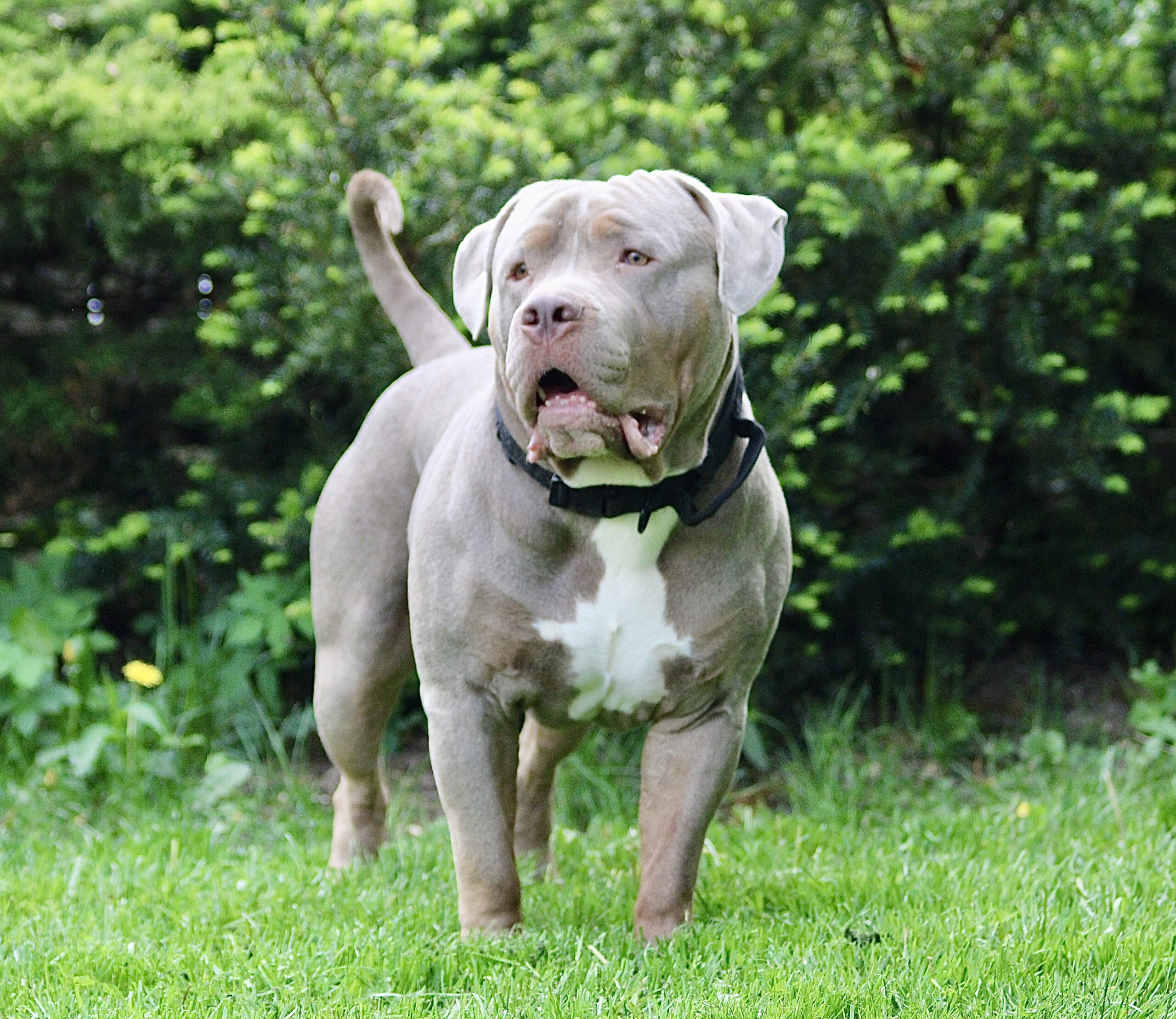 Dog Featured Image