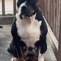 Dog Featured Image