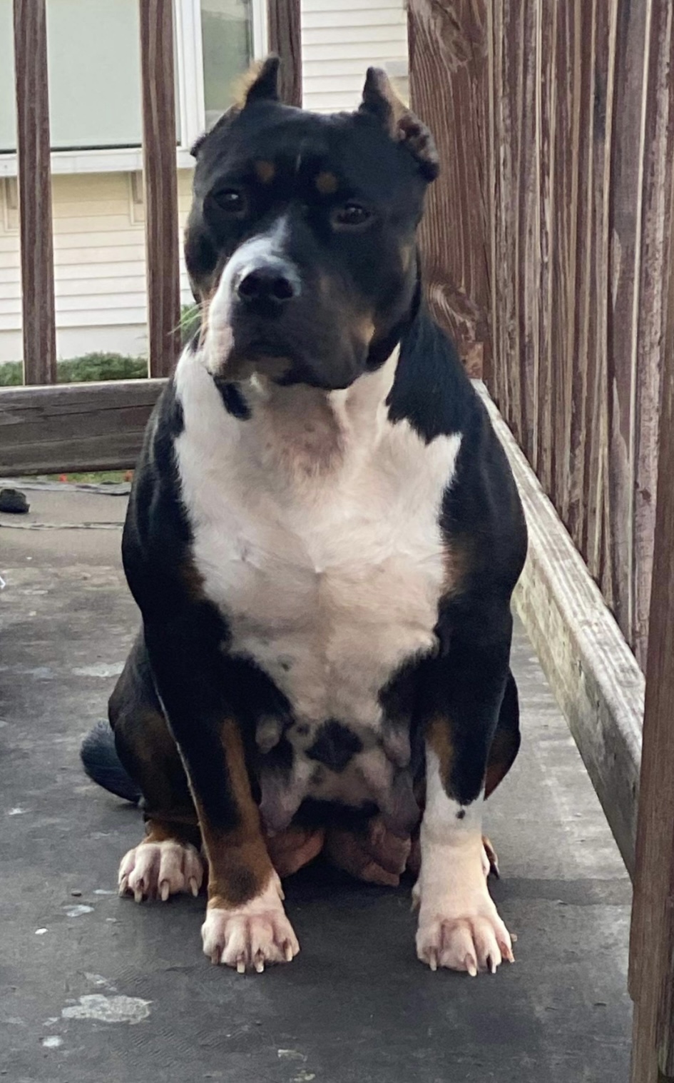 Dog Featured Image