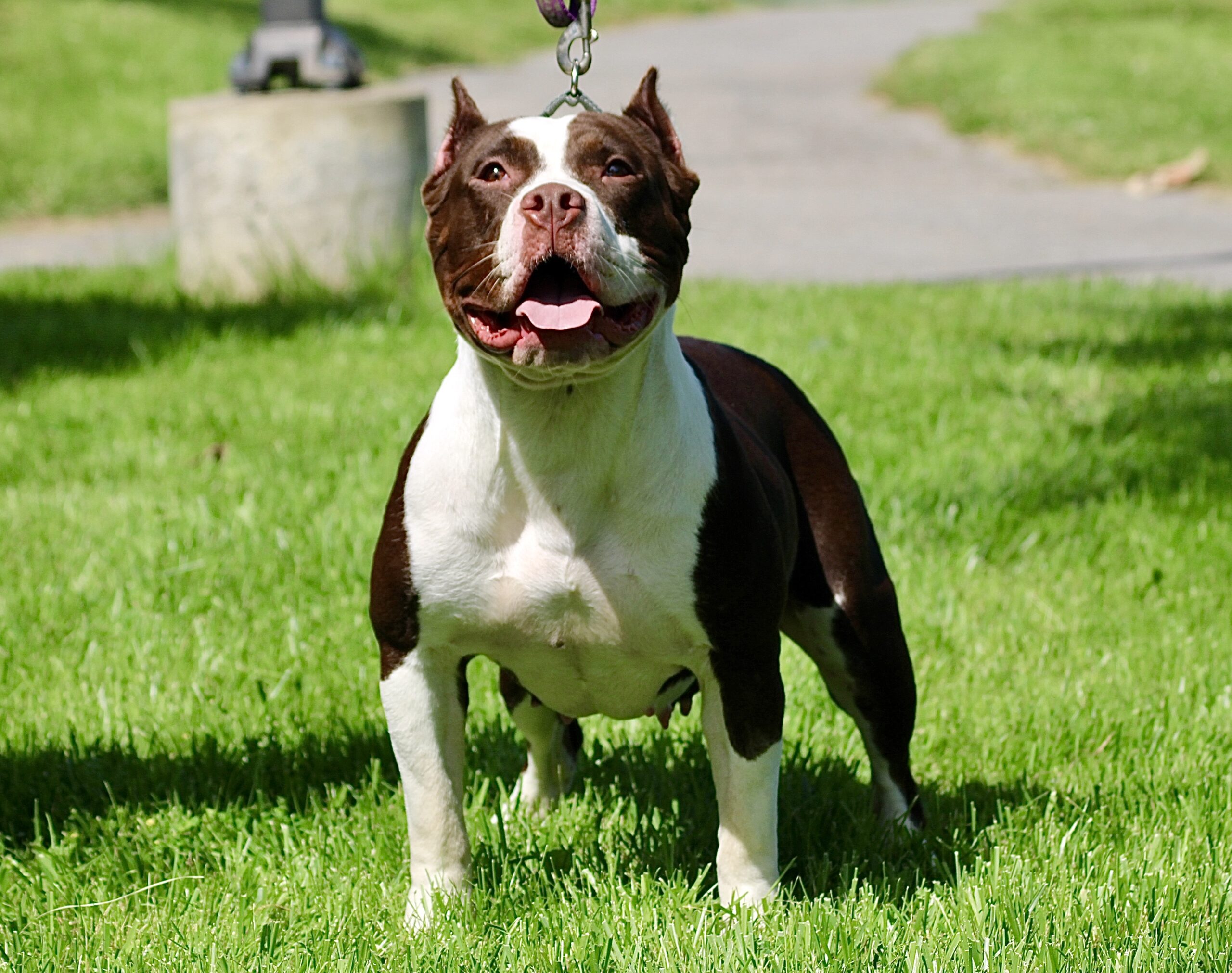 Dog Featured Image