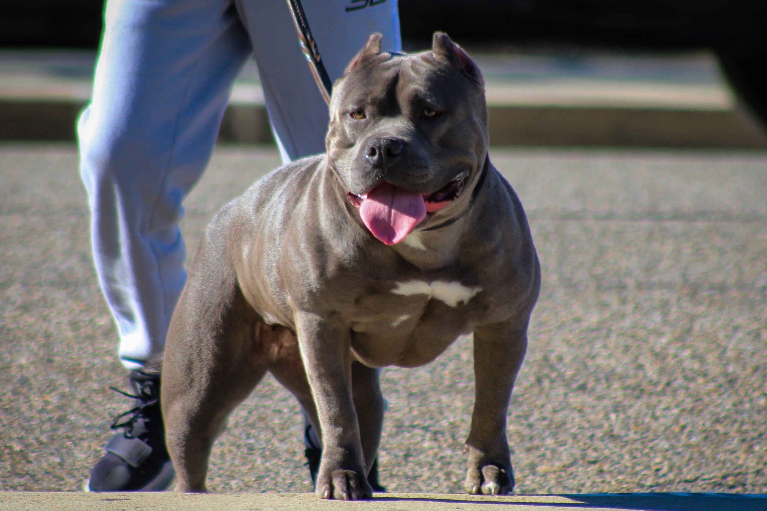 Dog Featured Image