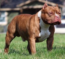 Dog Featured Image