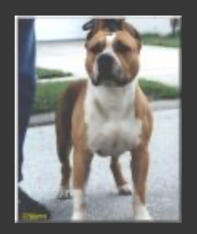 Dog Featured Image