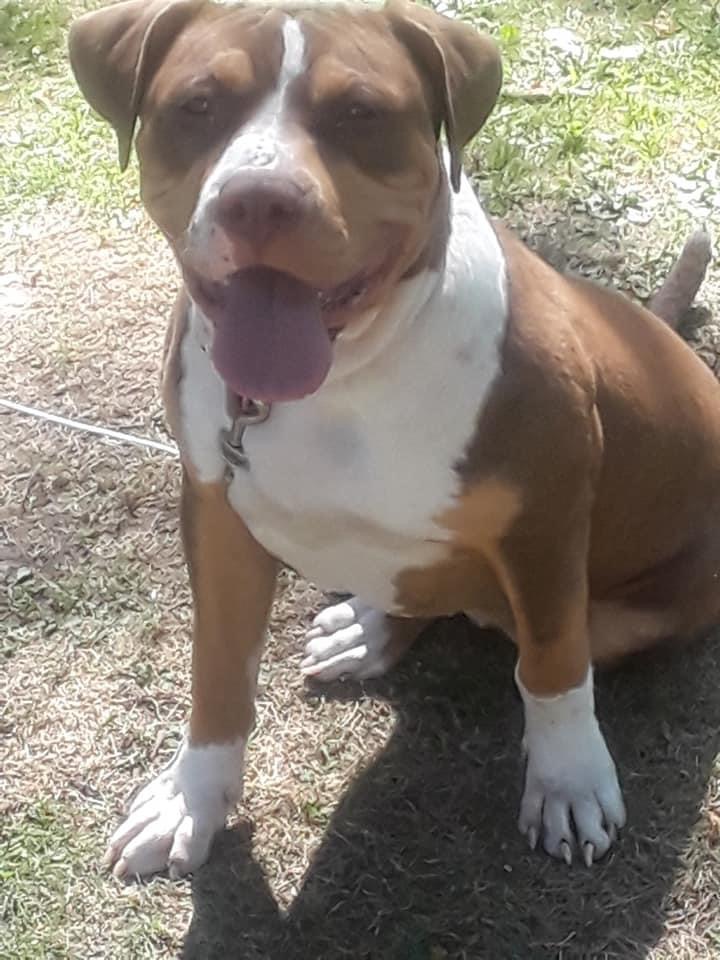 Dog Featured Image