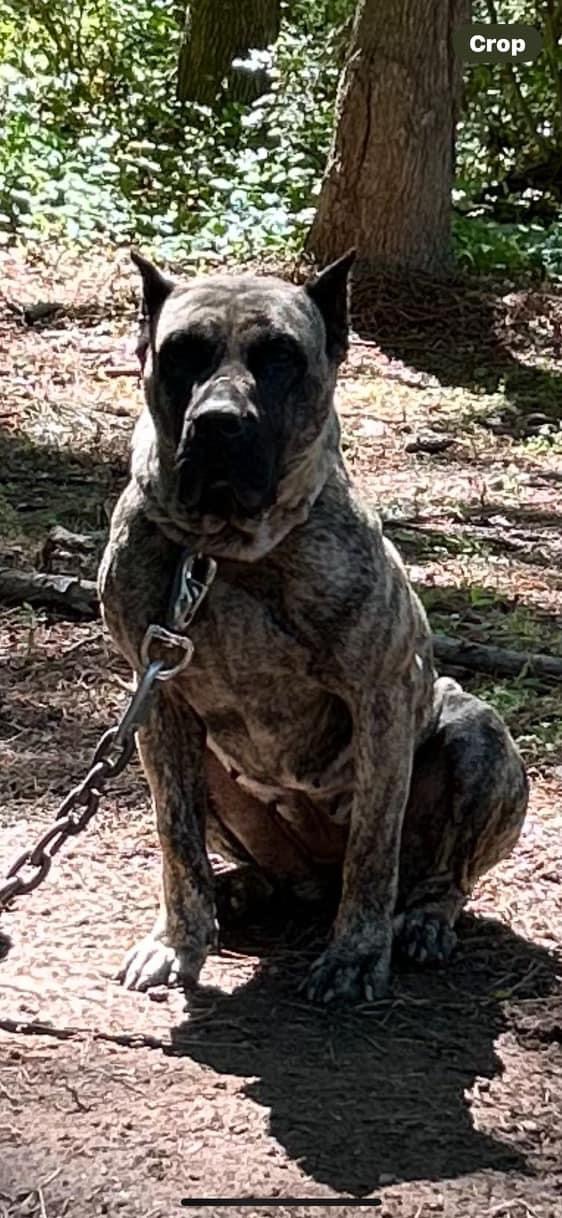 Dog Featured Image