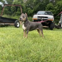 Dog Featured Image